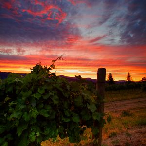 Preview wallpaper vineyard, sunset, grass