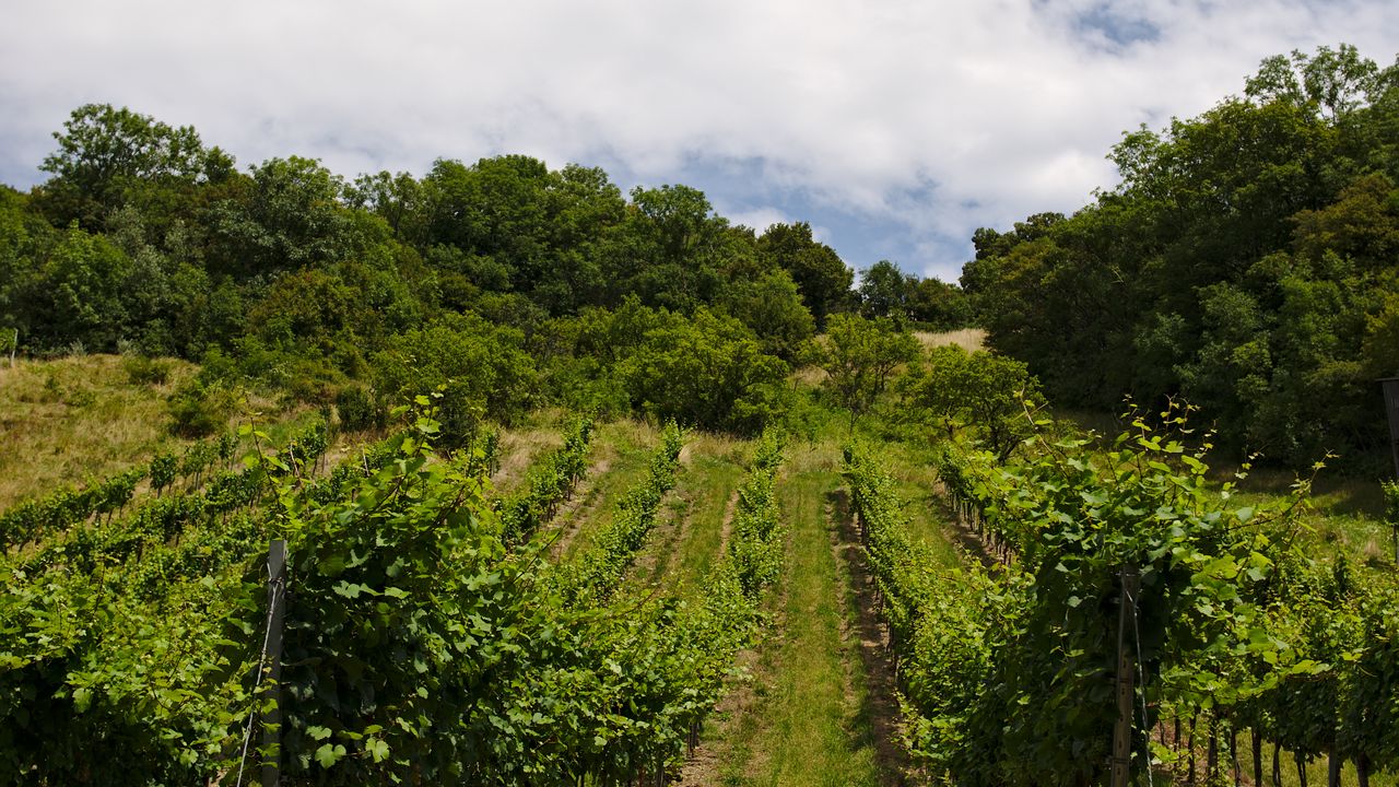 Wallpaper vineyard, trees, field, plantation, nature hd, picture, image