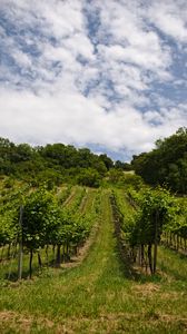 Preview wallpaper vineyard, trees, field, plantation, nature