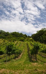 Preview wallpaper vineyard, trees, field, plantation, nature