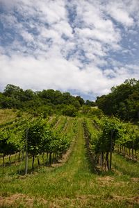 Preview wallpaper vineyard, trees, field, plantation, nature