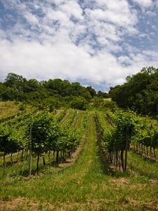 Preview wallpaper vineyard, trees, field, plantation, nature