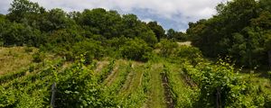 Preview wallpaper vineyard, trees, field, plantation, nature