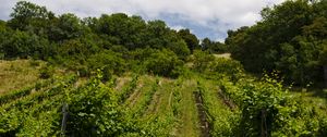 Preview wallpaper vineyard, trees, field, plantation, nature