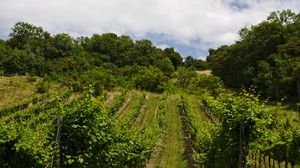 Preview wallpaper vineyard, trees, field, plantation, nature