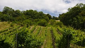 Preview wallpaper vineyard, trees, field, plantation, nature