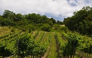 Preview wallpaper vineyard, trees, field, plantation, nature