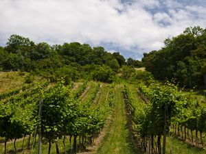 Preview wallpaper vineyard, trees, field, plantation, nature