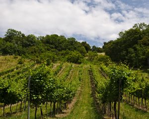 Preview wallpaper vineyard, trees, field, plantation, nature