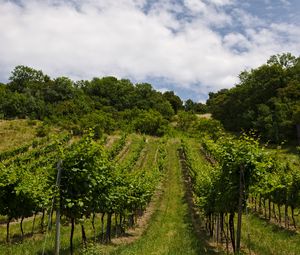 Preview wallpaper vineyard, trees, field, plantation, nature