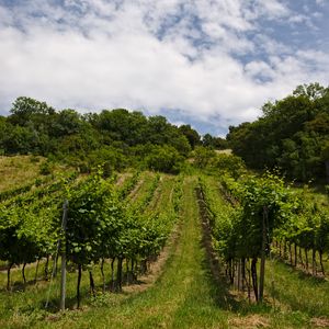 Preview wallpaper vineyard, trees, field, plantation, nature