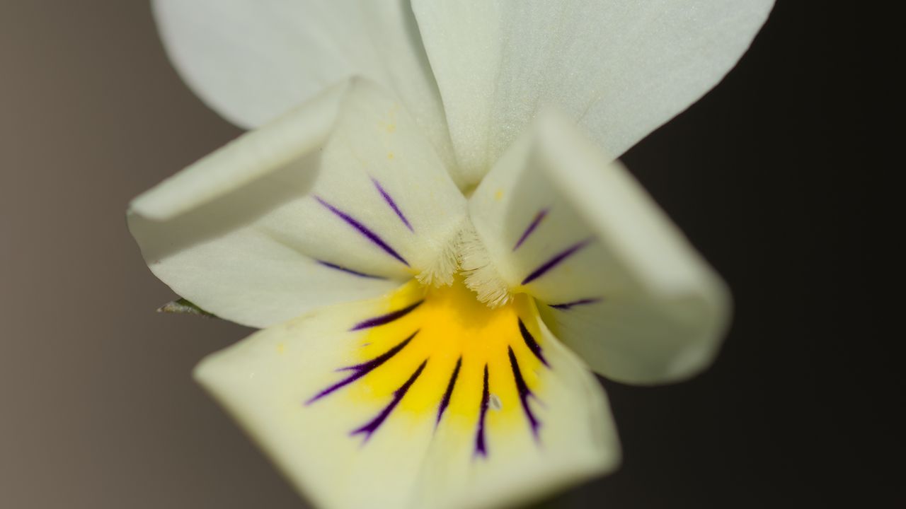 Wallpaper viola arvensis, flower, blur