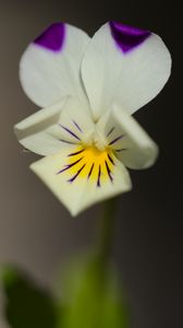 Preview wallpaper viola arvensis, flower, blur