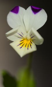 Preview wallpaper viola arvensis, flower, blur