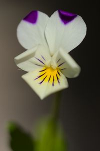 Preview wallpaper viola arvensis, flower, blur