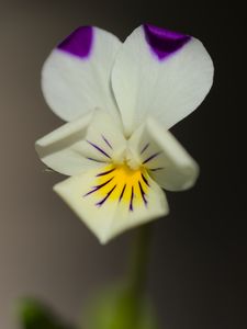 Preview wallpaper viola arvensis, flower, blur