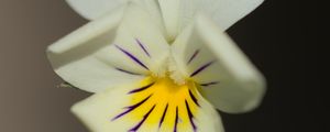 Preview wallpaper viola arvensis, flower, blur