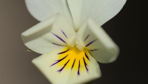 Preview wallpaper viola arvensis, flower, blur