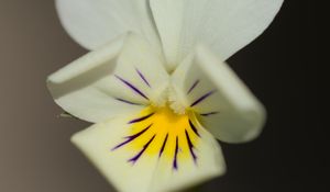 Preview wallpaper viola arvensis, flower, blur