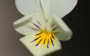 Preview wallpaper viola arvensis, flower, blur