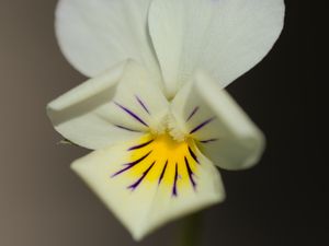 Preview wallpaper viola arvensis, flower, blur