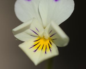 Preview wallpaper viola arvensis, flower, blur