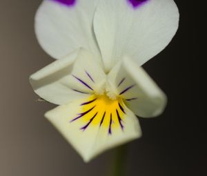 Preview wallpaper viola arvensis, flower, blur