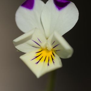 Preview wallpaper viola arvensis, flower, blur