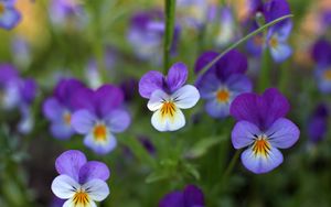Preview wallpaper viola tricolor, flowers, petals, plant, macro