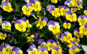 Preview wallpaper viola tricolor, flowers, petals, macro