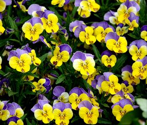Preview wallpaper viola tricolor, flowers, petals, macro