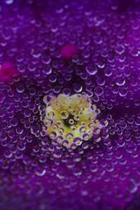 Preview wallpaper violet, flower, petals, drops, moisture