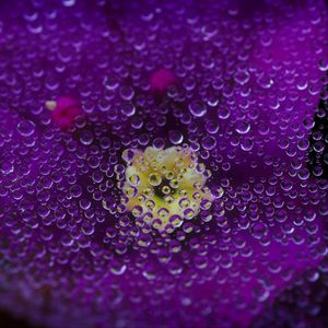 Preview wallpaper violet, flower, petals, drops, moisture