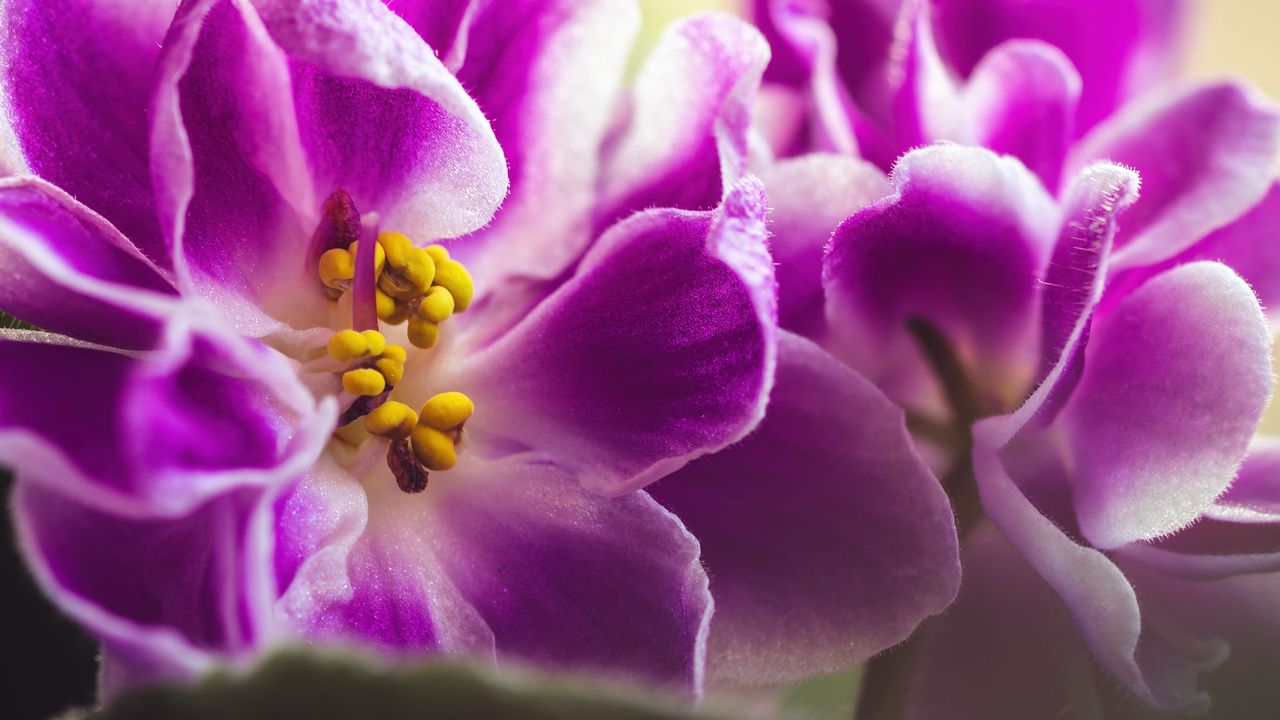 Wallpaper violet, flower, petals, macro, pink