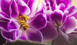 Preview wallpaper violet, flower, petals, macro, pink