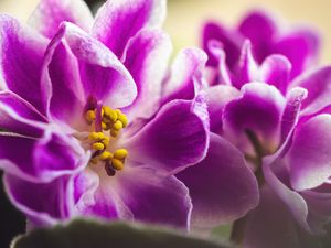 Preview wallpaper violet, flower, petals, macro, pink