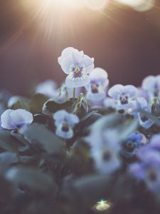 Preview wallpaper violet, flower, petals, light, blur