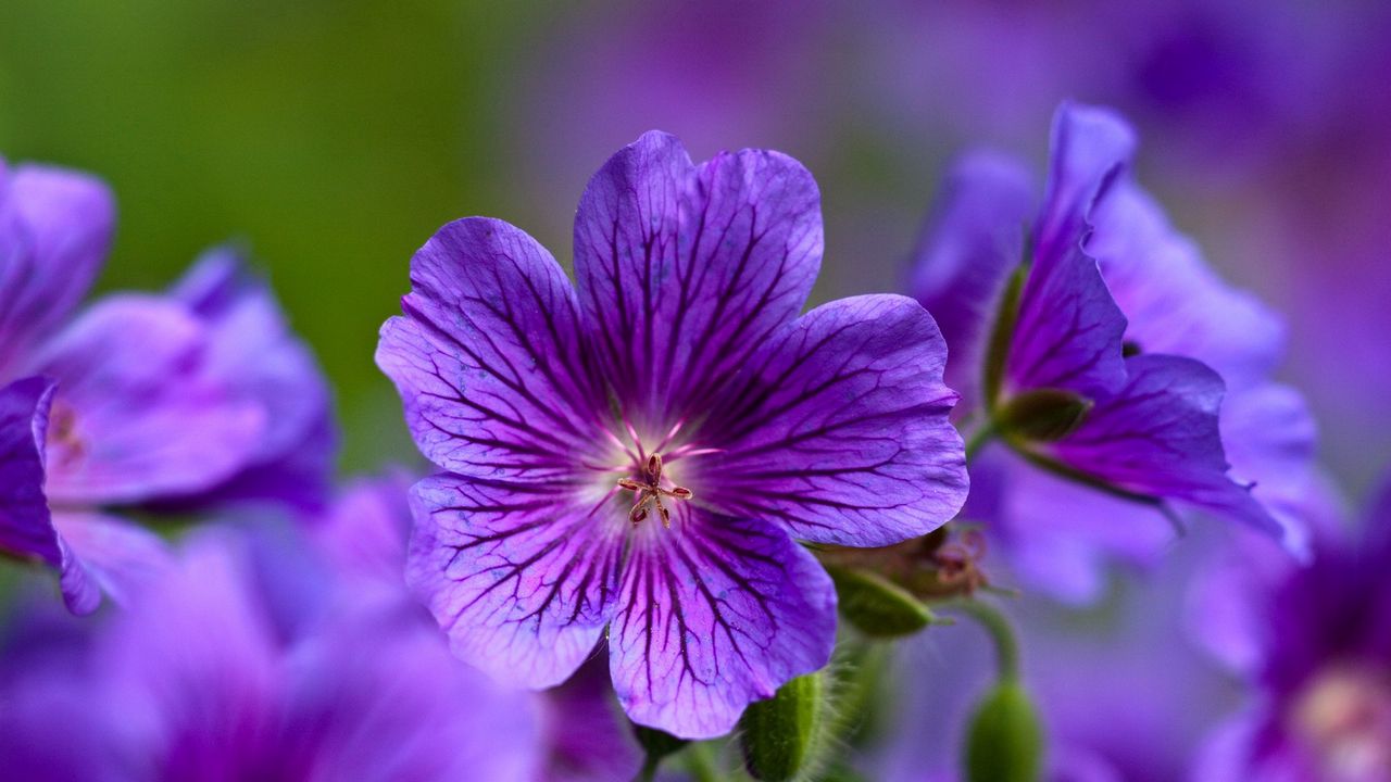 Wallpaper violet, flowers, close-up, petals
