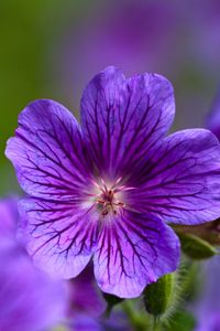 Preview wallpaper violet, flowers, close-up, petals