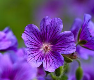 Preview wallpaper violet, flowers, close-up, petals