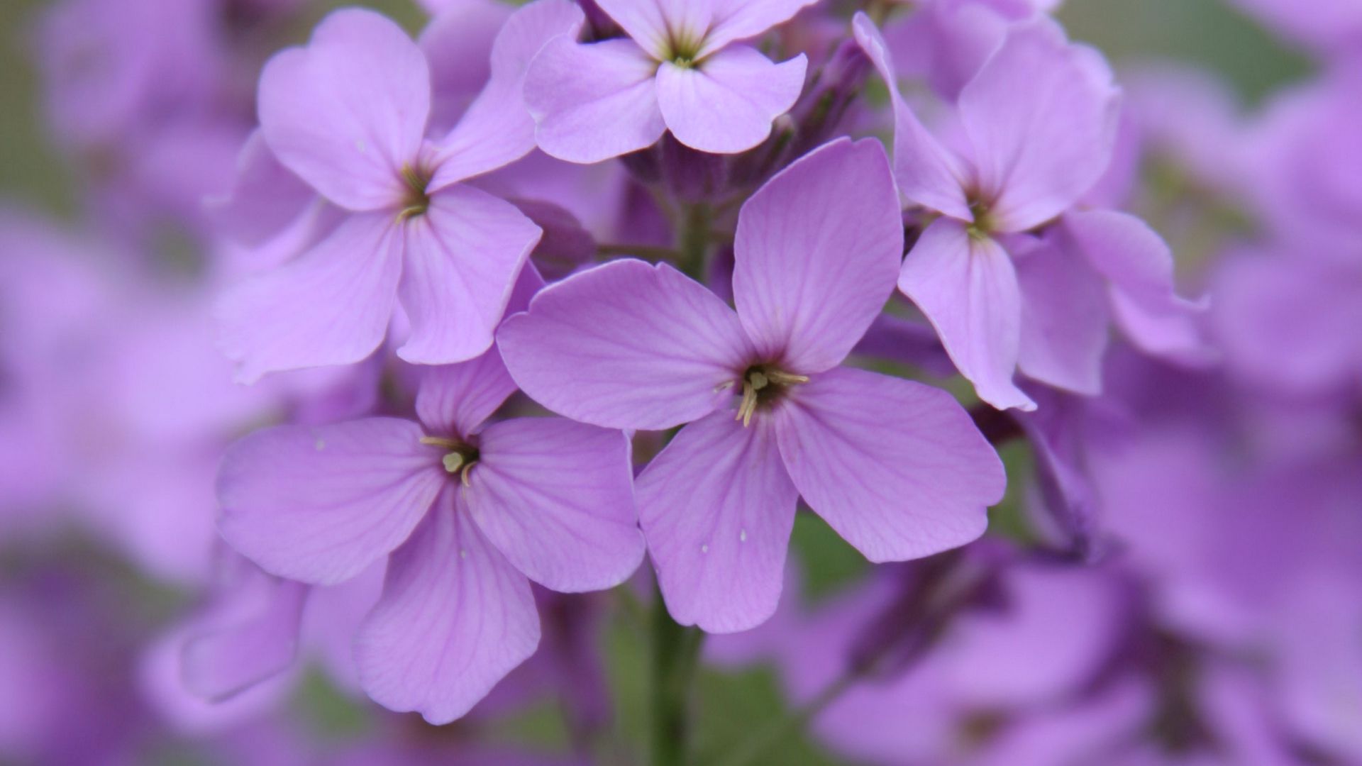 Download wallpaper 1920x1080 lunaria, flowers, petals, purple, macro ...