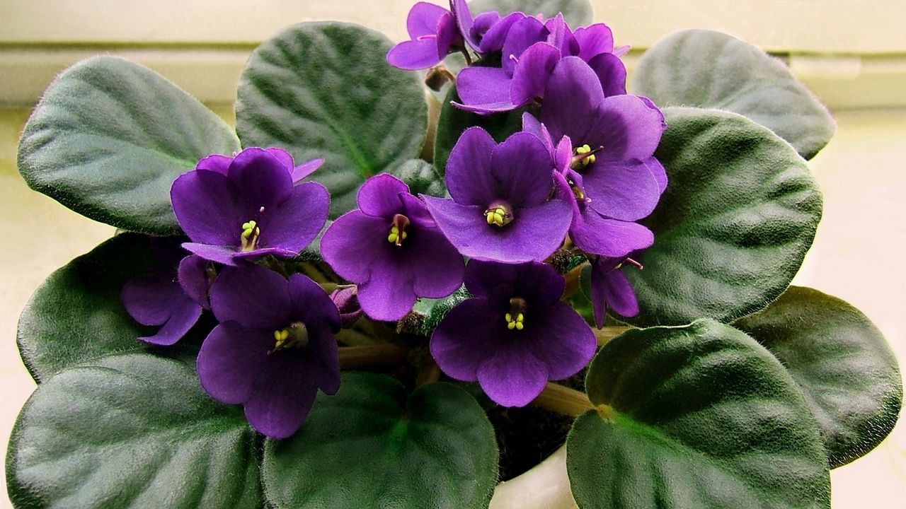Wallpaper violet, lilac, flower, pot, indoor