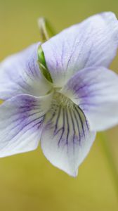 Preview wallpaper violet, petals, flowers, purple, macro