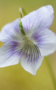 Preview wallpaper violet, petals, flowers, purple, macro