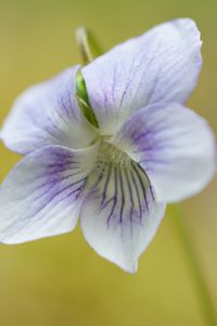 Preview wallpaper violet, petals, flowers, purple, macro