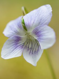 Preview wallpaper violet, petals, flowers, purple, macro