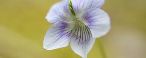 Preview wallpaper violet, petals, flowers, purple, macro