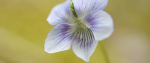 Preview wallpaper violet, petals, flowers, purple, macro