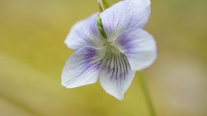 Preview wallpaper violet, petals, flowers, purple, macro
