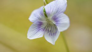 Preview wallpaper violet, petals, flowers, purple, macro